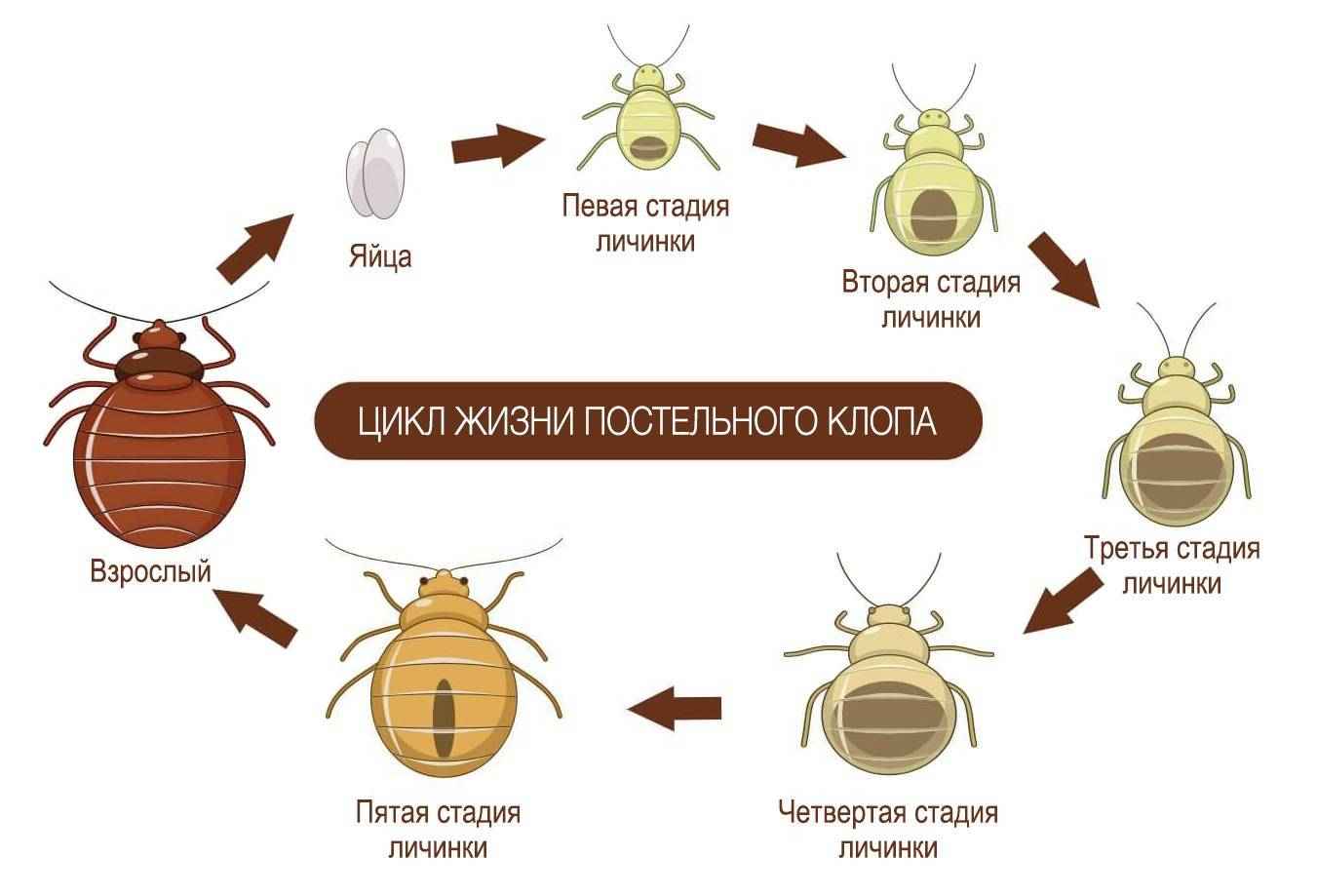 На фото описано развитие клопов